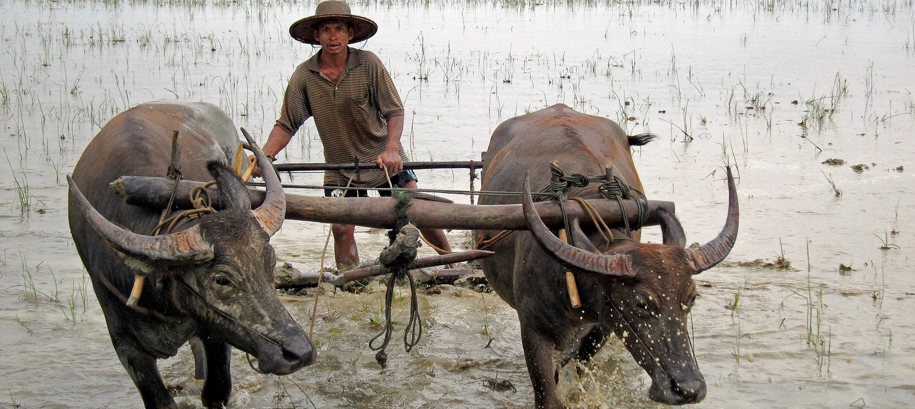 Photo: Tilling rice paddies with water buffaloes in Thar Phyan, Bogale Township. Thar Phyan, Bogale Township, Myanmar. Markus Kostner / World Bank.