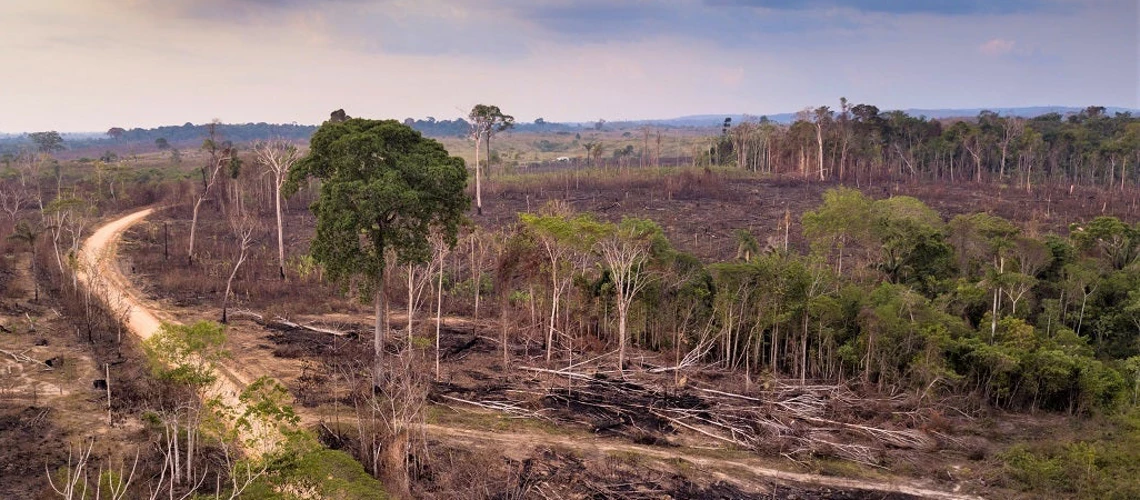 Blog post: What economic models can tell us about slowing deforestation in the Brazilian Amazon