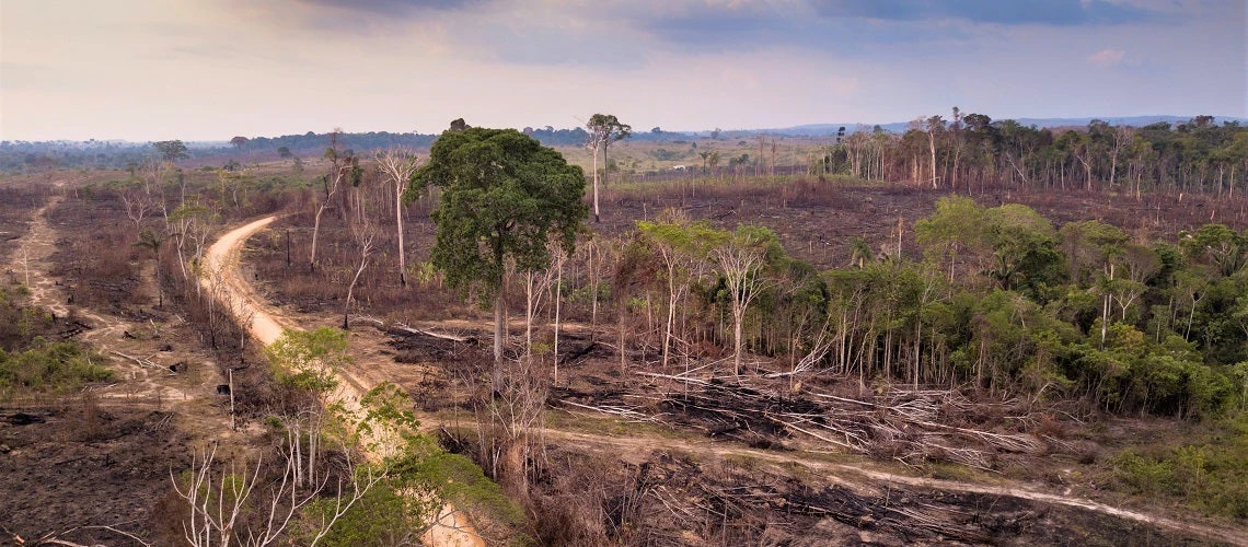 Drone aerial view of deforestation in the amazon rainforest. Trees cut and burned on an illegal dirt road to open land for agriculture and livestock in the Jamanxim National Forest, Para, Brazil.