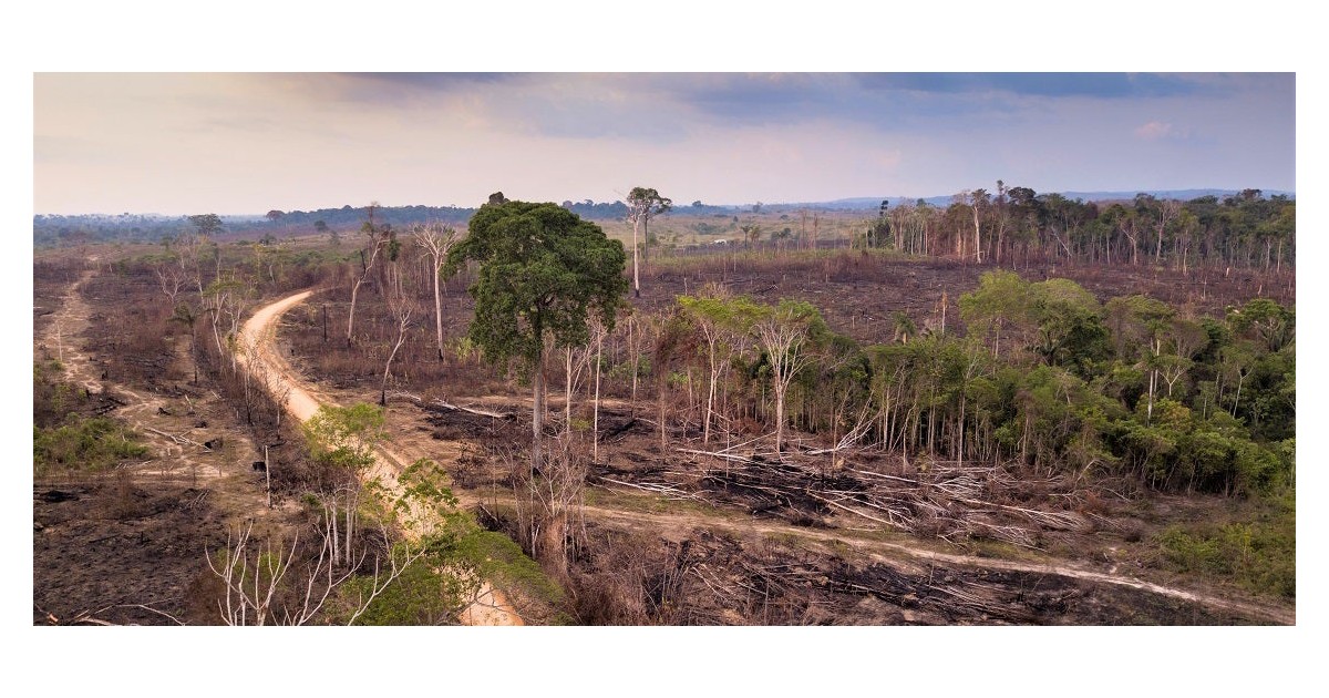What economic models can tell us about slowing deforestation in the ...