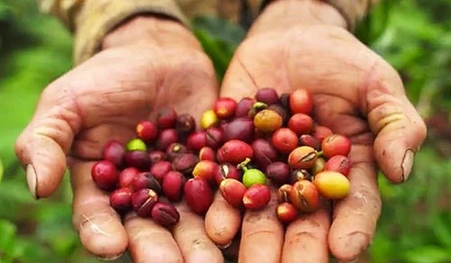 Granos de café en las manos de un productor peruano.
