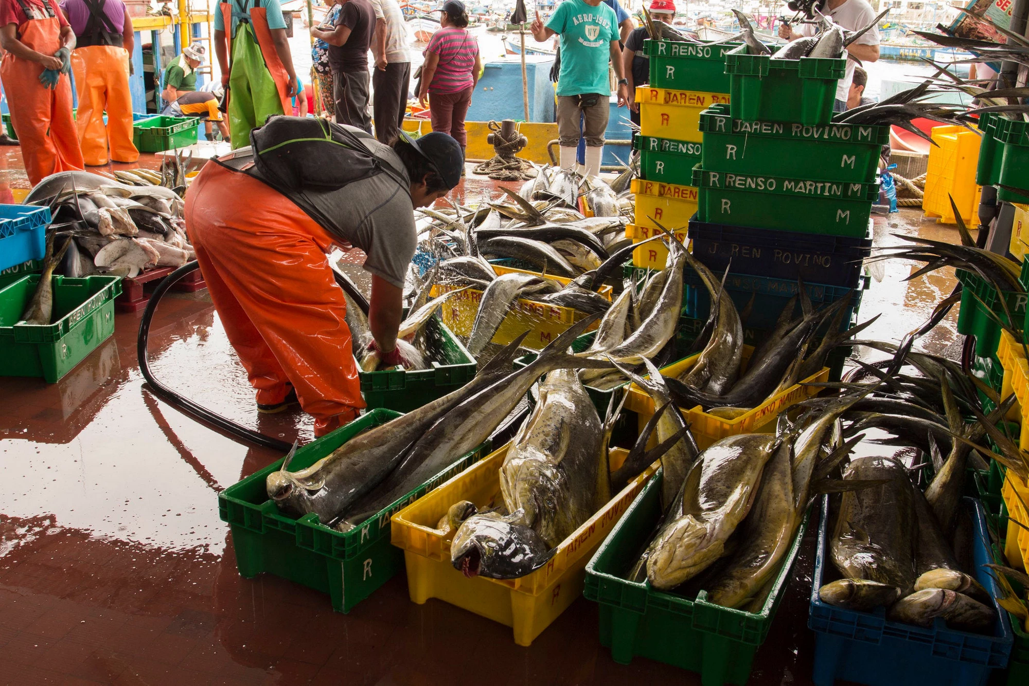 Innovation in fishery and aquaculture in Peru