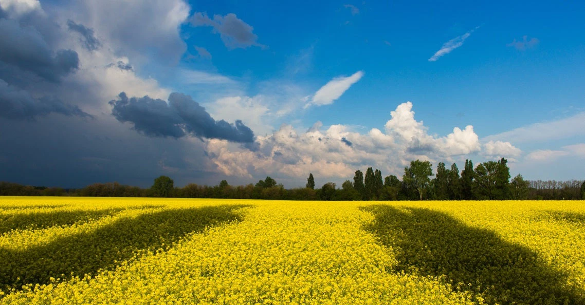 Green Field Under White and Blue Clouds during Daytime