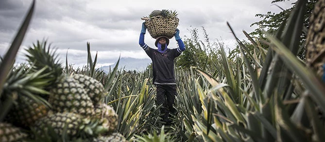 A pineapple farmer in the Mindanao region of the Philippines.