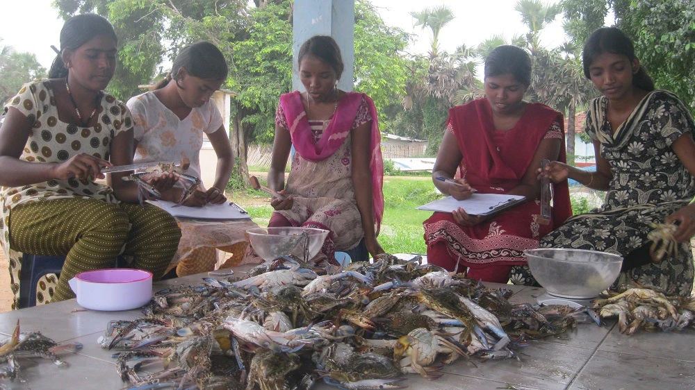 Measuring length of blue swimming crabs. Photo: Steve Creech