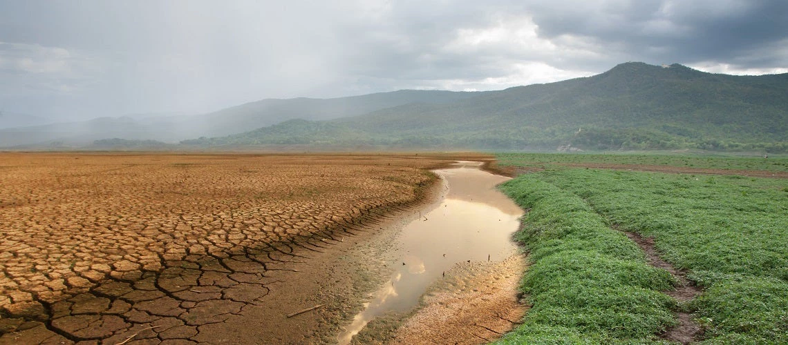 Green grass growing on the dry land after has rain fall Metaphor Nature Recovery, Climate change, Global warming