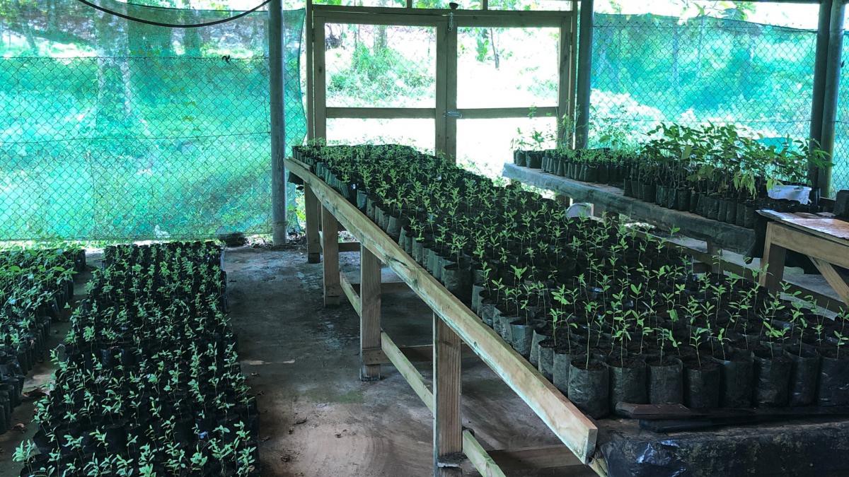 Samoa Ministry of Natural Resources and Environment Nursery