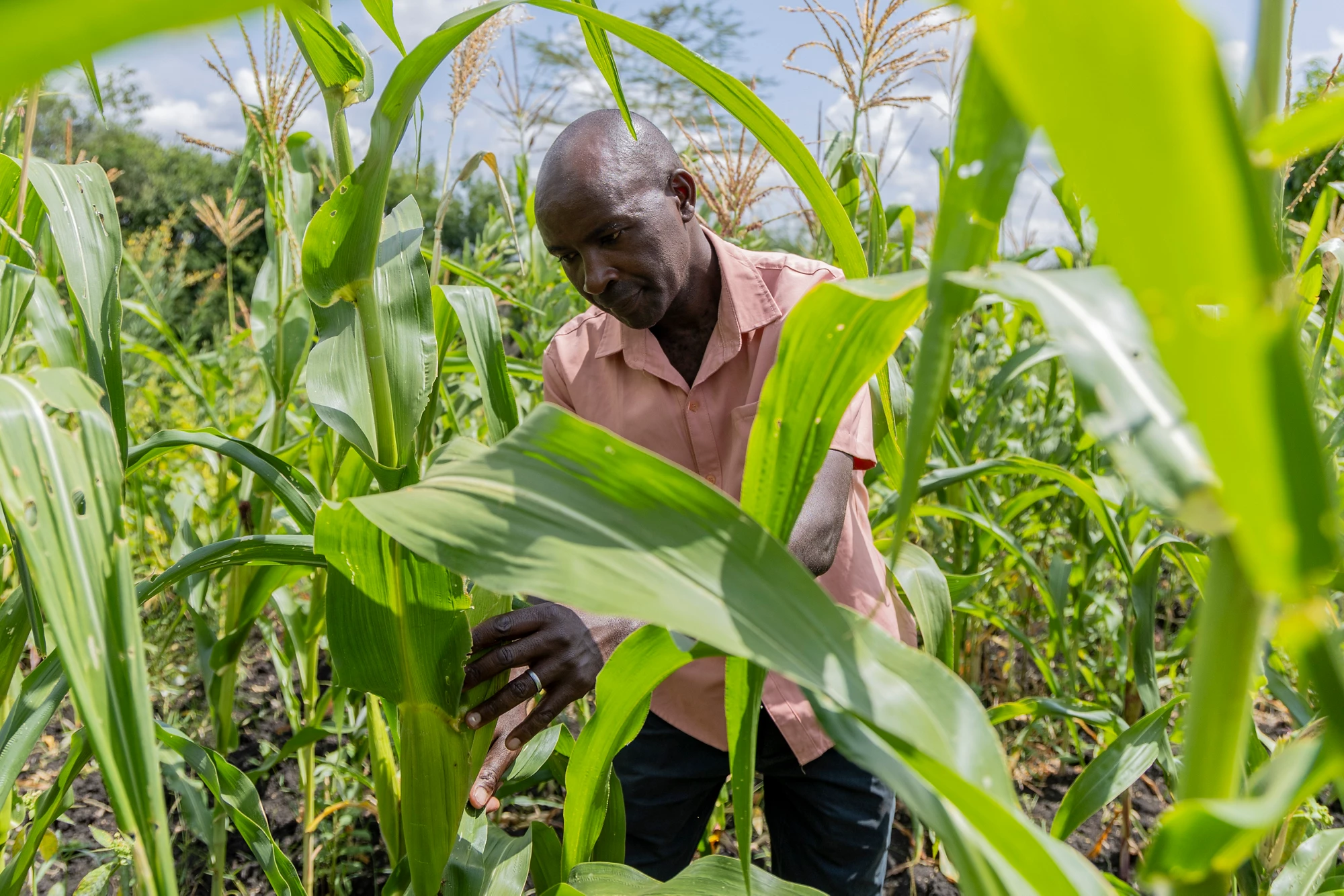 Protecting Farmers, Protecting Food: Insuring the Harvest in Kenya