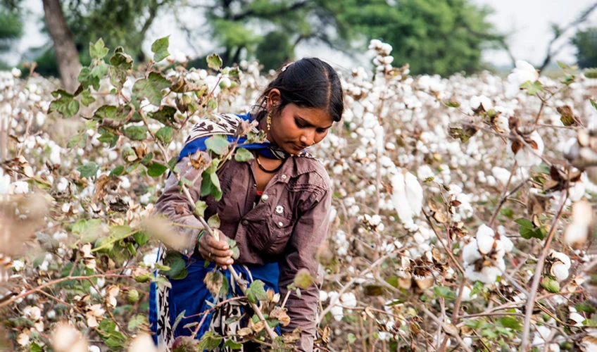 A woman harvests cotton in Maharashtra, India. 