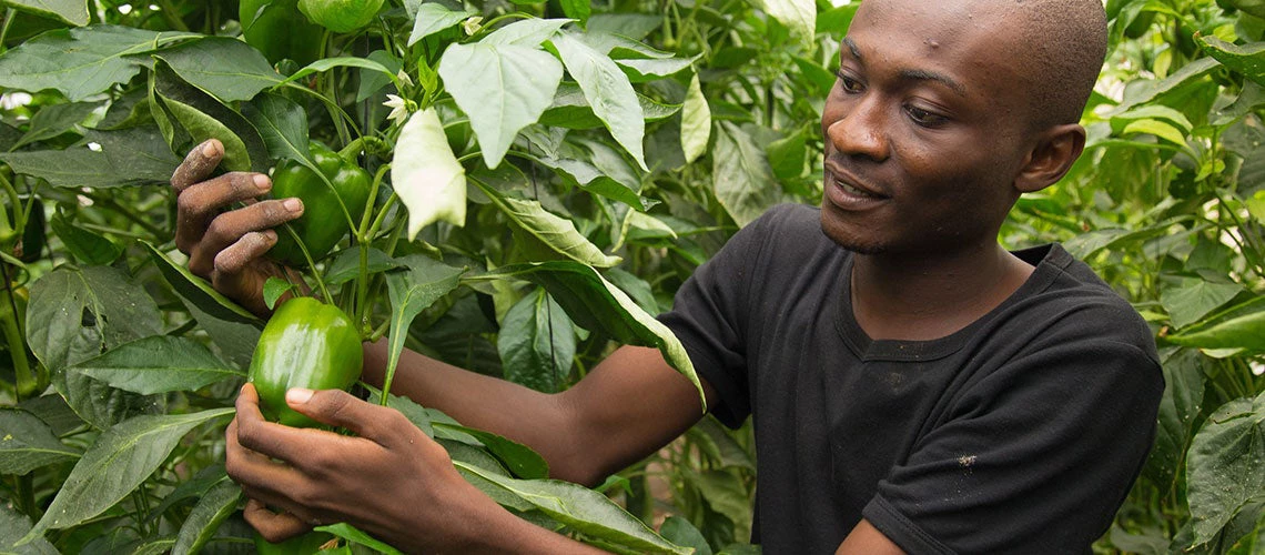 Through a World Bank-supported grant, Emmanuel Boamah Okyere, 24, was trained in greenhouse trellising, an agriculture technique which minimizes the risk of pests and disease, and provides a way to grow food without much land.