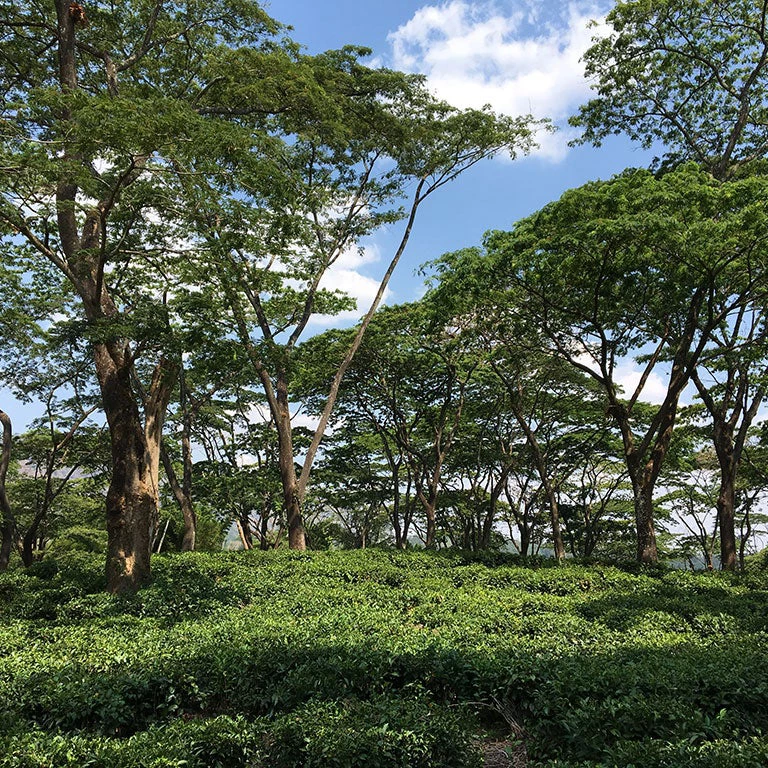 With natural forests covering 43% of the country, forests are a source of employment, income, and livelihoods in Mozambique?s rural areas. Photo: Andrea Borgarello/World Bank