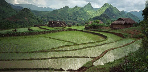 Terraced rice fields in Vietnam. World Bank/Tran Thi Hoa