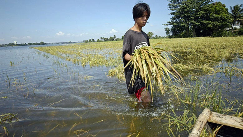 Un ouvrier agricole marche dans une rizière inondée. © Nonie Reyes/Banque mondiale