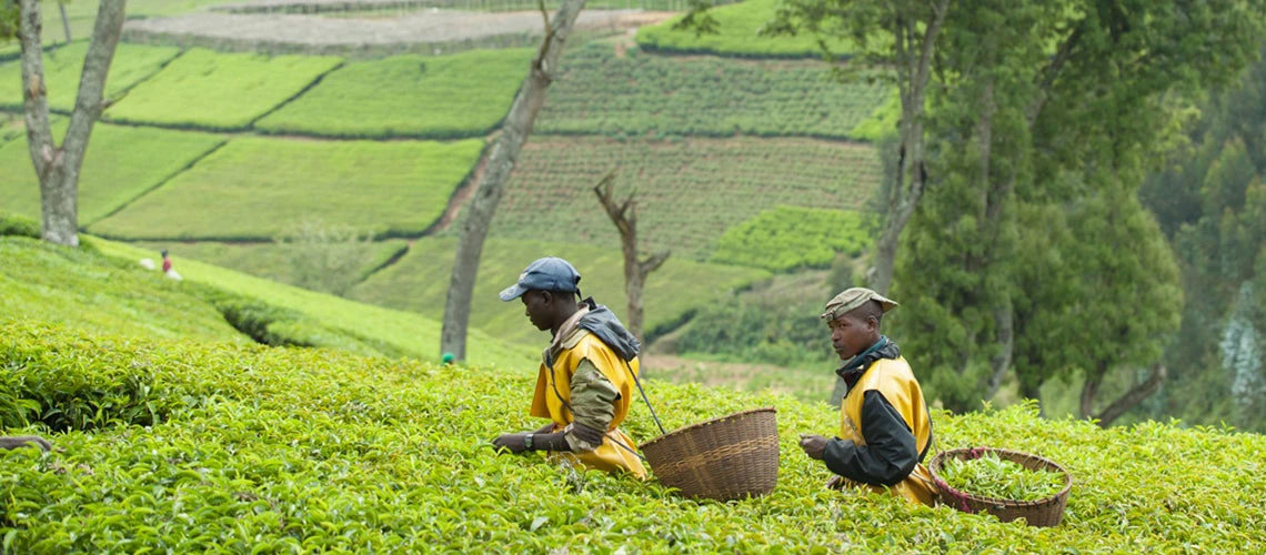 Two workers harvesting tea leaves from a lush green field in Kitabi, Rwanda. Photo: A'Melody Lee/World Bank