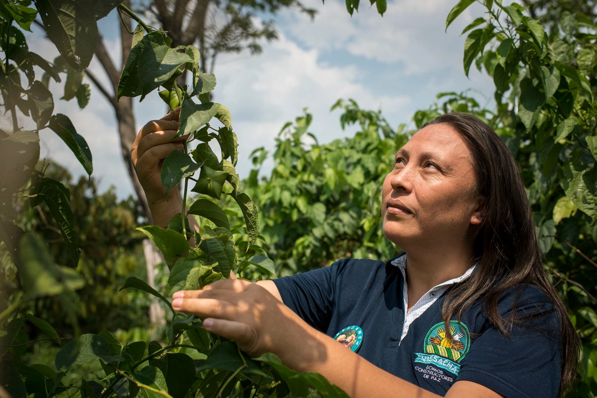 Sacha Inchi crop. Photo: Nadège Mazars/World Bank