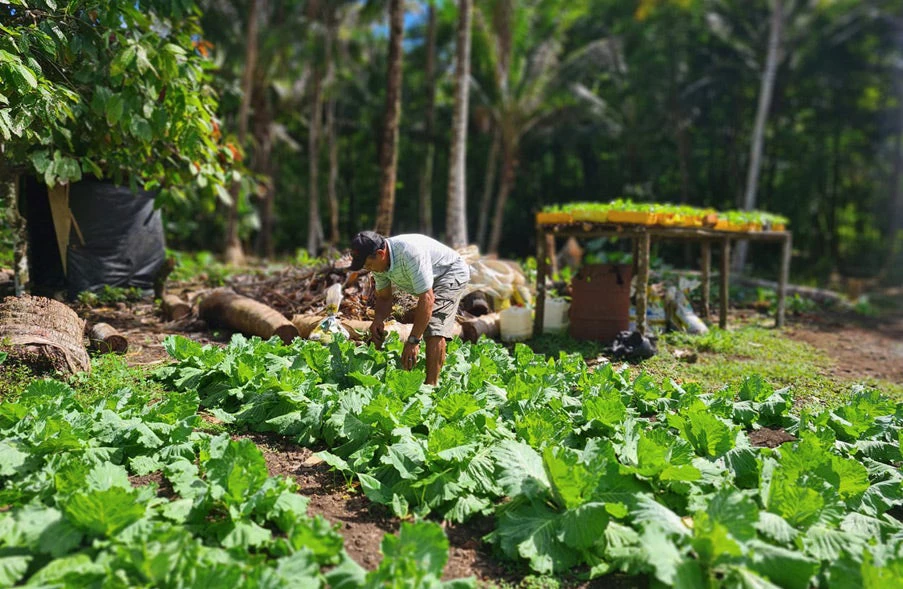 Samoa is blessed with nutritious local vegetables, but reducing import costs could make imported favorites more affordable and widely available as well. © Samoa Agriculture and Fisheries Productivity and Marketing Project - SAFPROM 