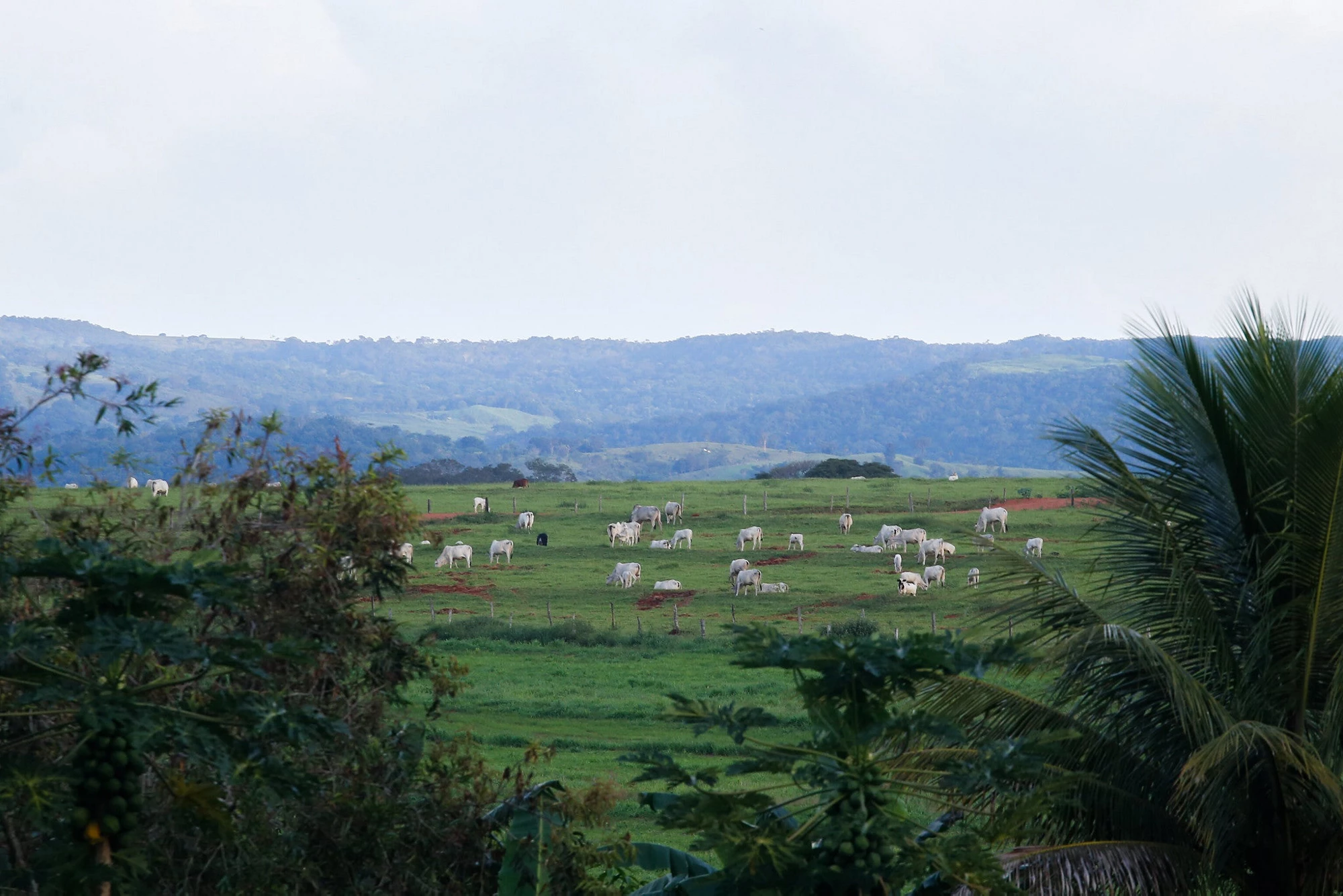 Santa Eliza de Goiás farm in Brazil is an example of the synergy between farming and sustainability