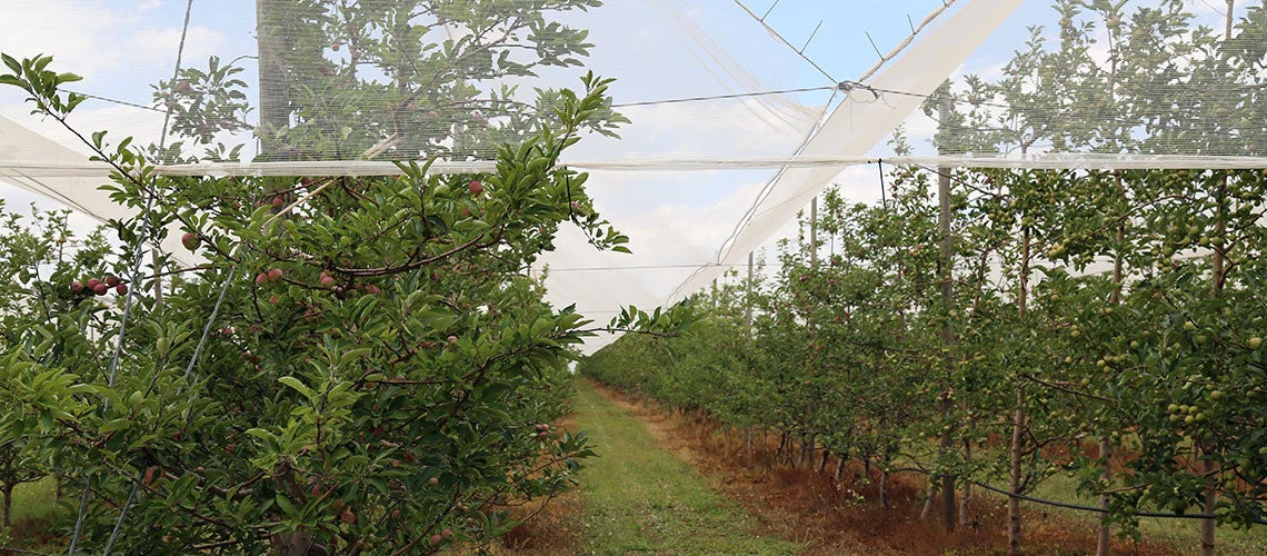 Efforts to diversify produce in Lesotho have begun with initiatives in high-value fruit farming.