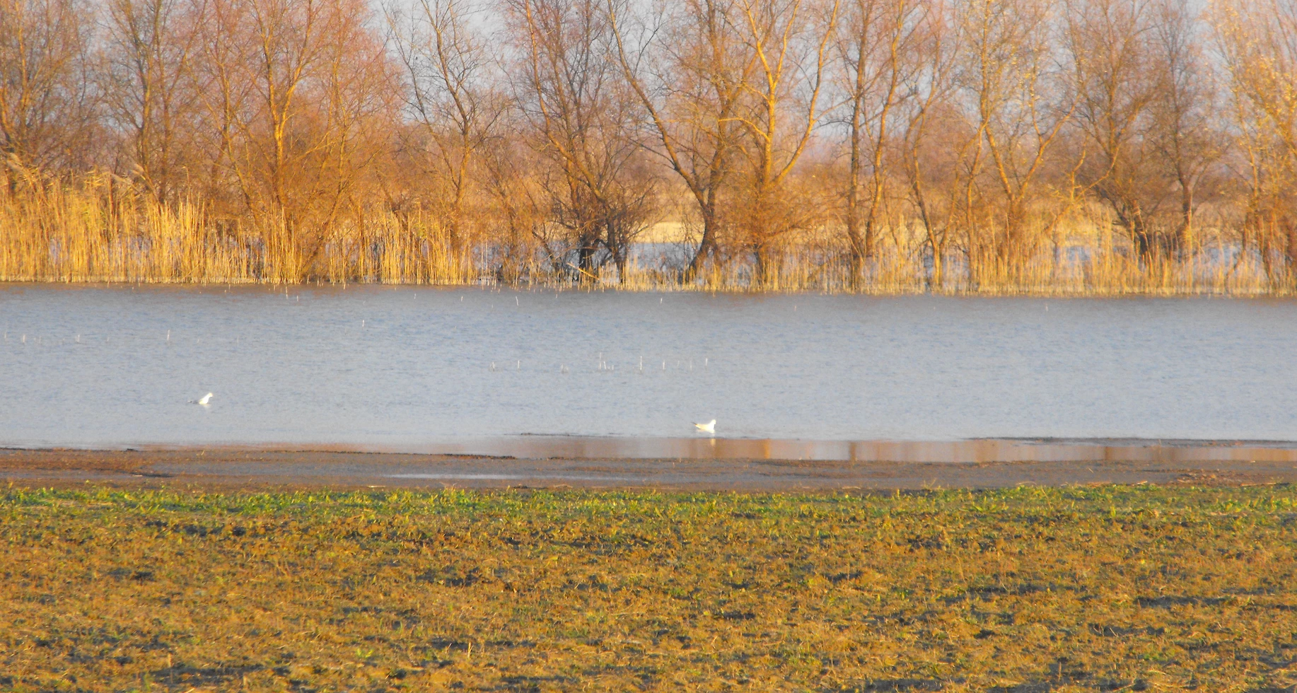 Danube Delta in December. Photo Credit: Thomas Hackl.