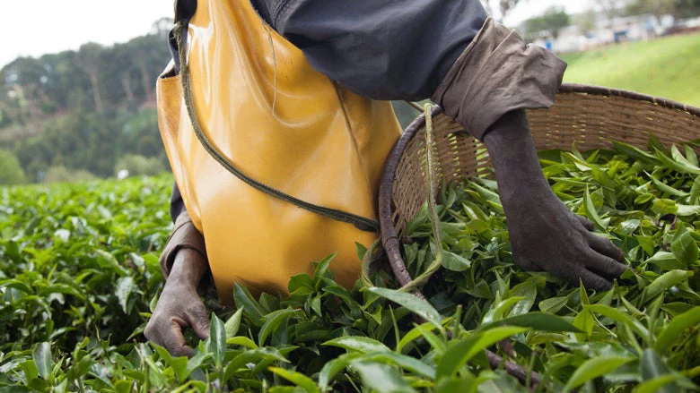 The Kitabi Tea Processing Facility in Kitabi, Rwanda. © A'Melody Lee/World Bank