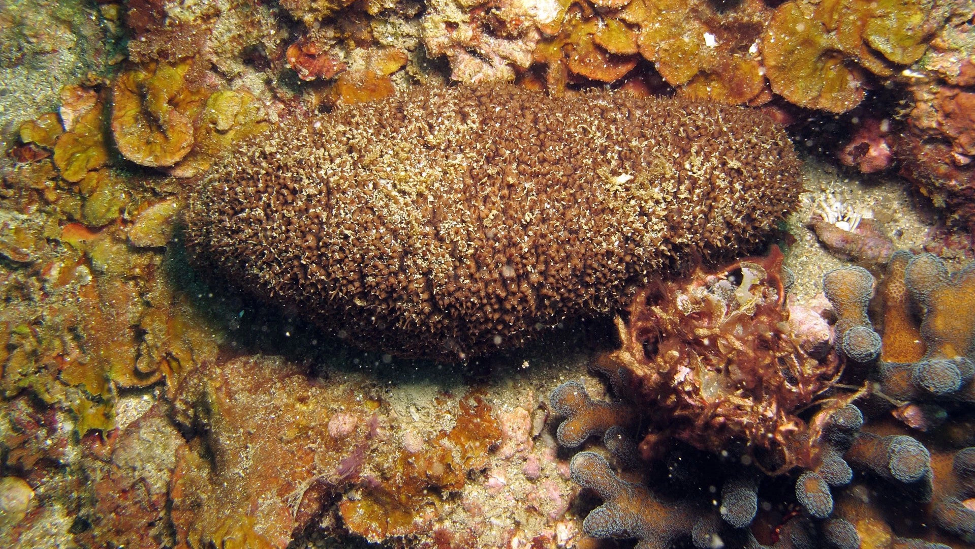 Sea cucumber. Commonly known as beche-de-mer or teripang