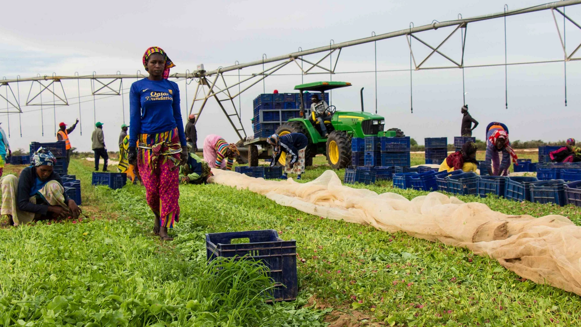 Radish production at West Africa Farms, in Northern Senegal. Photo: Sarah Farhat/The World Bank