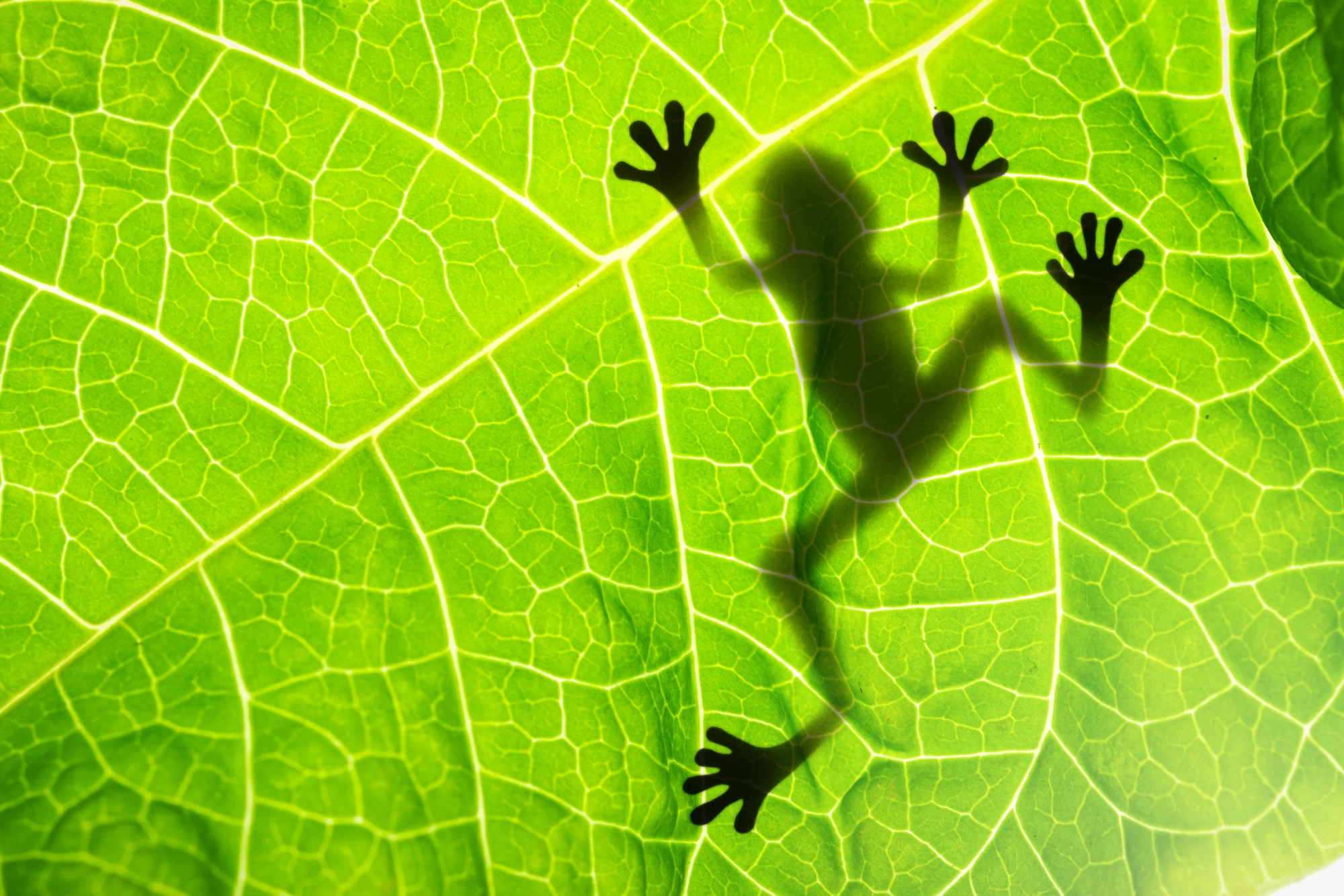 Frog shadow on the leaf