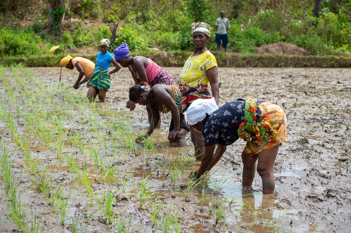 Liberia’s untapped potential: What the new agriculture census and survey reveal