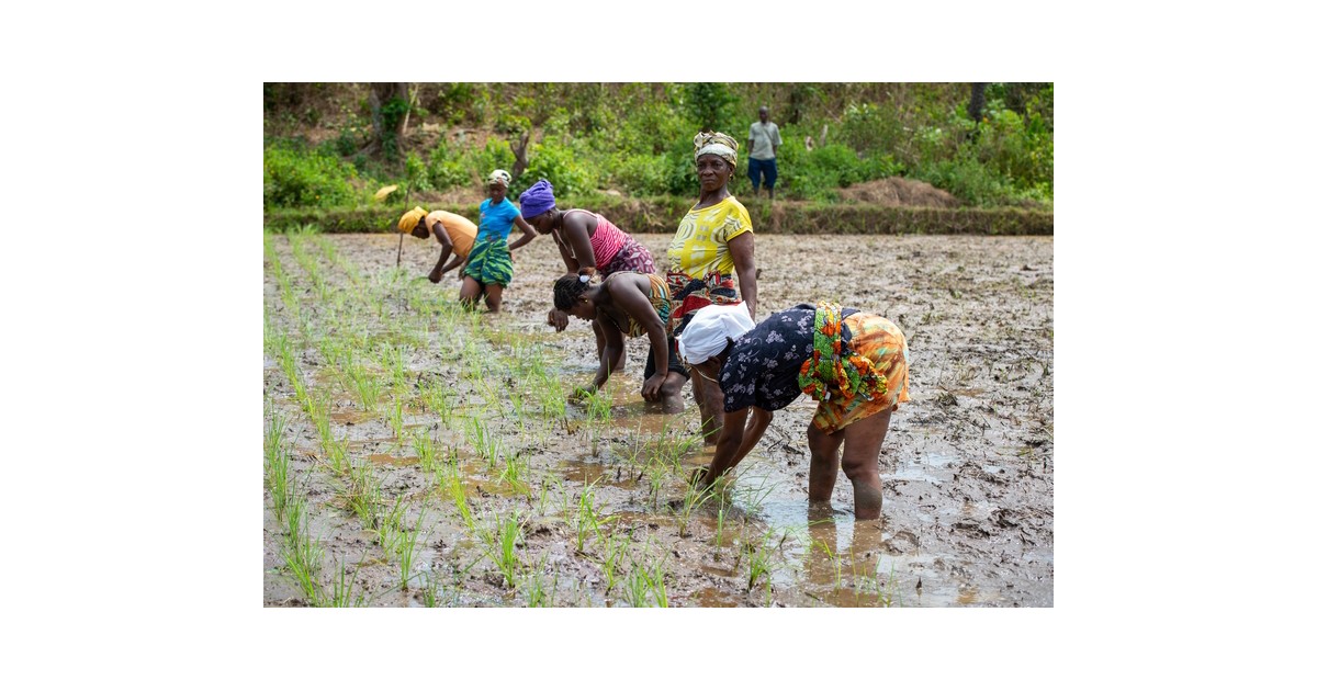 Liberia’s untapped potential: What the new agriculture census and survey reveal