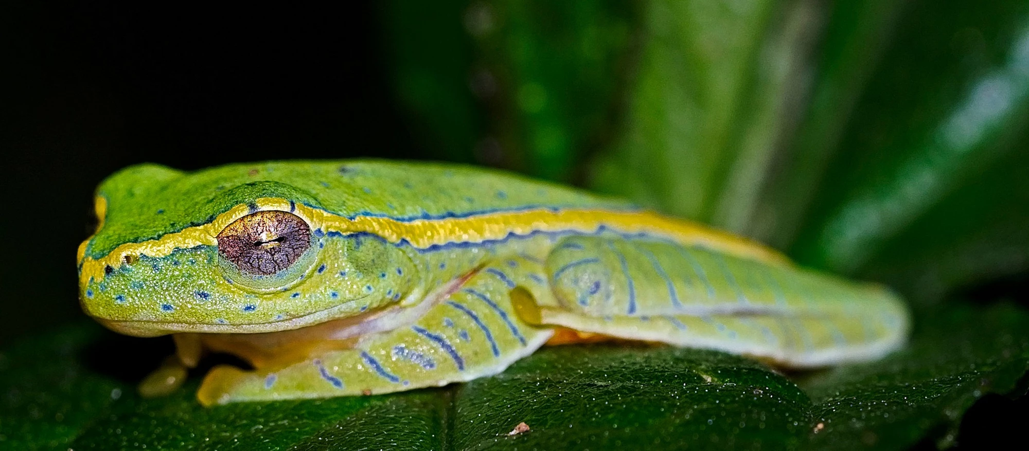 Rhacophorus lateralis or Boulengers Tree Frog is an endangered species of rhacophorid tree frog endemic to the Western Ghats in South India