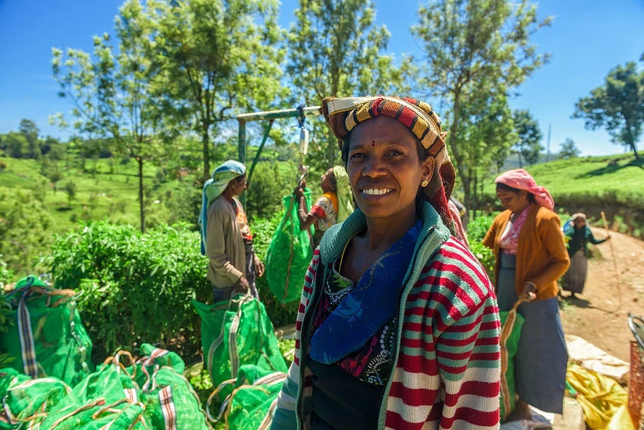 Women at a tea plantation in Nuwara Eliya, Sri Lanka.