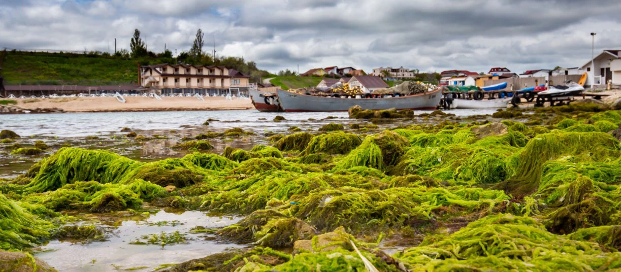 Green sea weed on the rocks on the Romanian Black Sea coast with a fishermen village and boats on the background