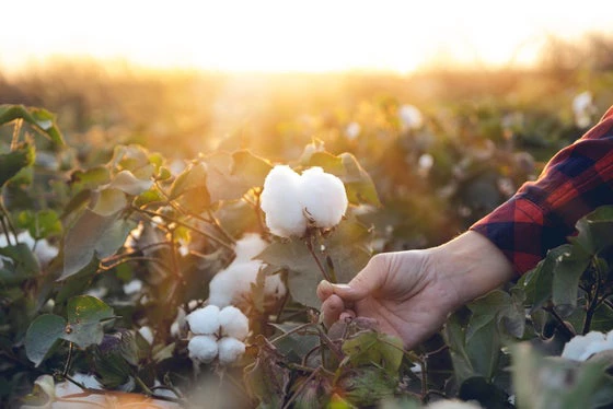 cotton prices world bank