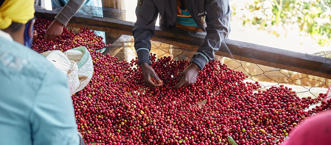 The pandemic has had devastating repercussions for coffee producers with no other sources of income.
