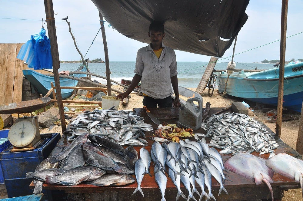 Fishers selling day?s catch in Sri Lanka, Photo: Claudiovidri/Shutterstock.com