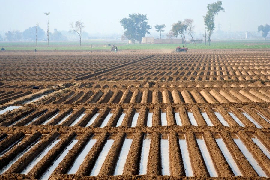 Irrigated land in Pakistan's agriculture food system