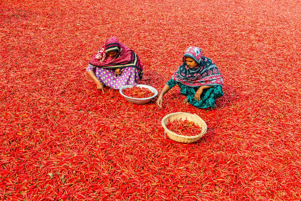 women drying chillies in bangladesh 