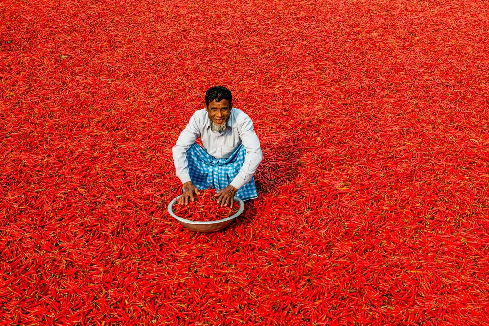 drying chillies in Bogra