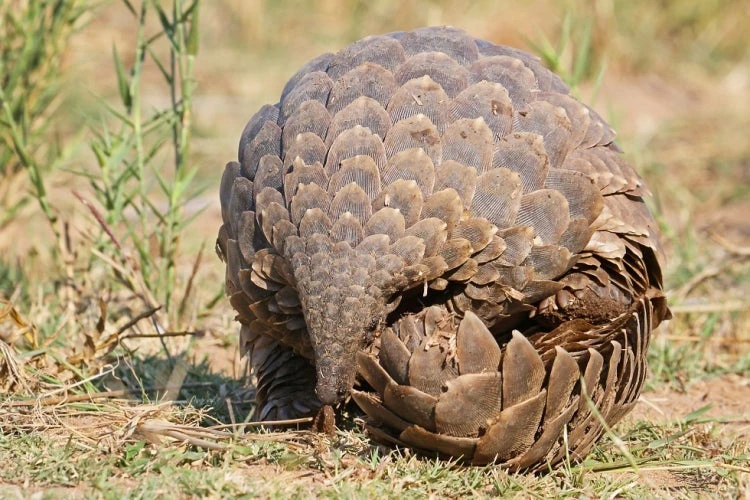 Lea nuestro blog para saber cómo se originó el coronavirus y las causas del coronavirus. Foto: Un pangolín © Eugene Troskie/Shutterstock.com