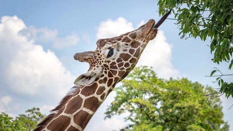 Giraffe eating leaves
