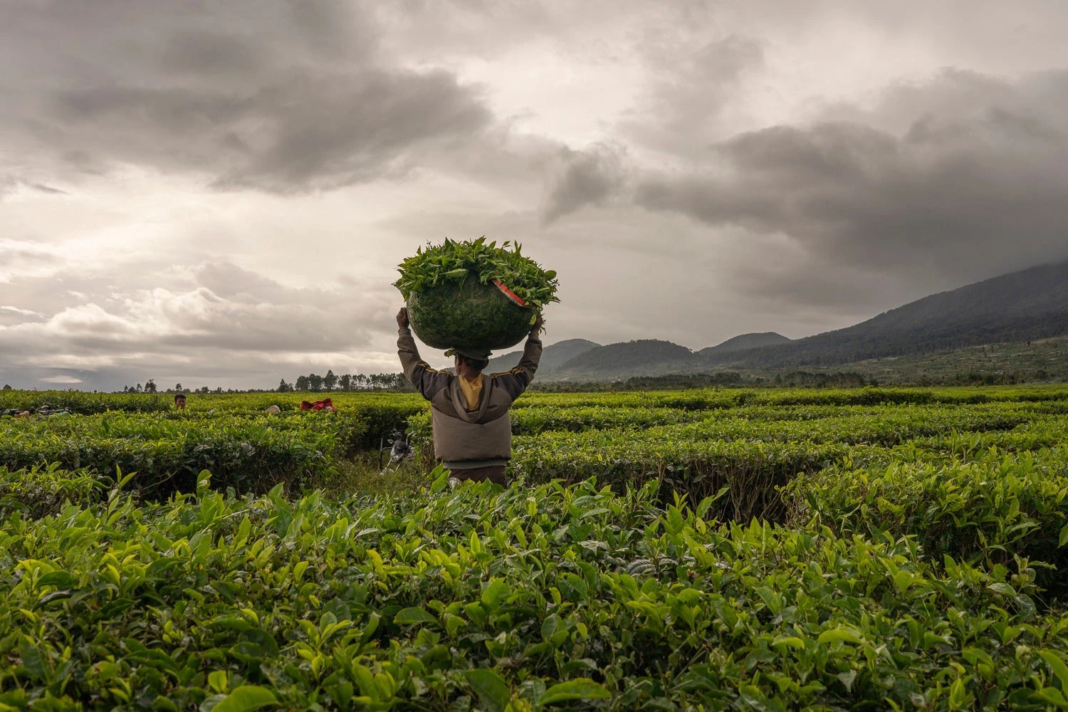 Landscape approach in Indonesia