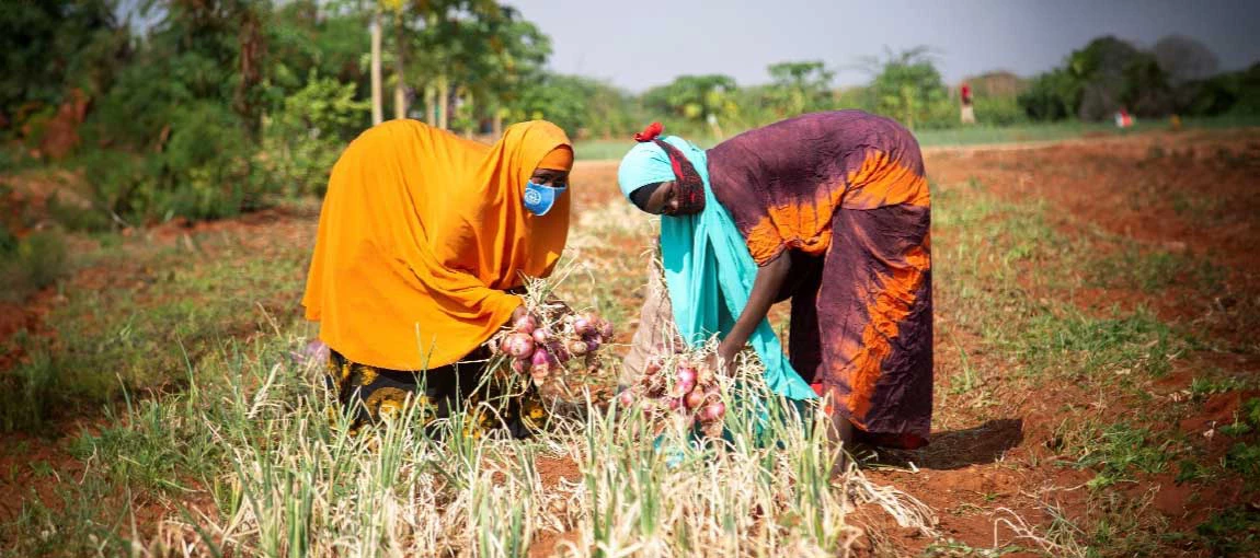 Women farming onions in Dollow, Gedo region. Photo: Mohamed Abihakim / World Bank