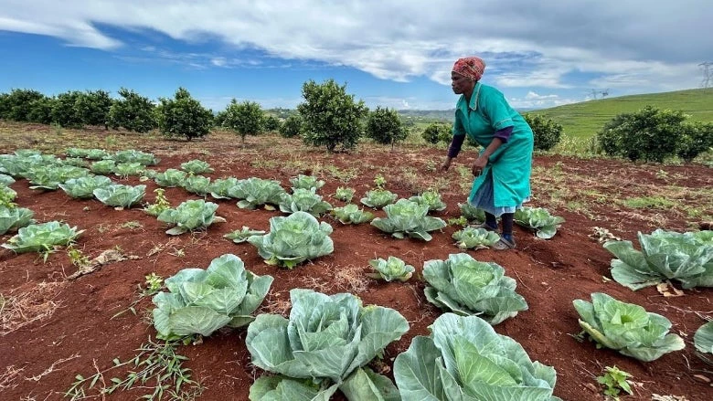 Mrs. Nombuyiselo Mlonyeni farms citrus, cabbage, and other produce on her small farm, where she employs community members. She sells the produce to a school feeding scheme, amongst others. Photo: Lavinia Engelbrecht / World Bank