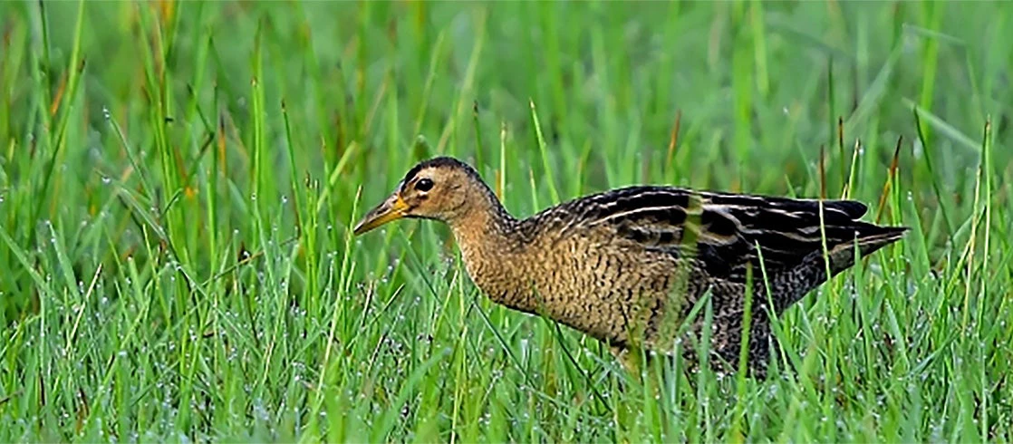 A water cock spotted in Talangama lake marshes, Sri Lanka. Photo Credit: Adjith Gamage