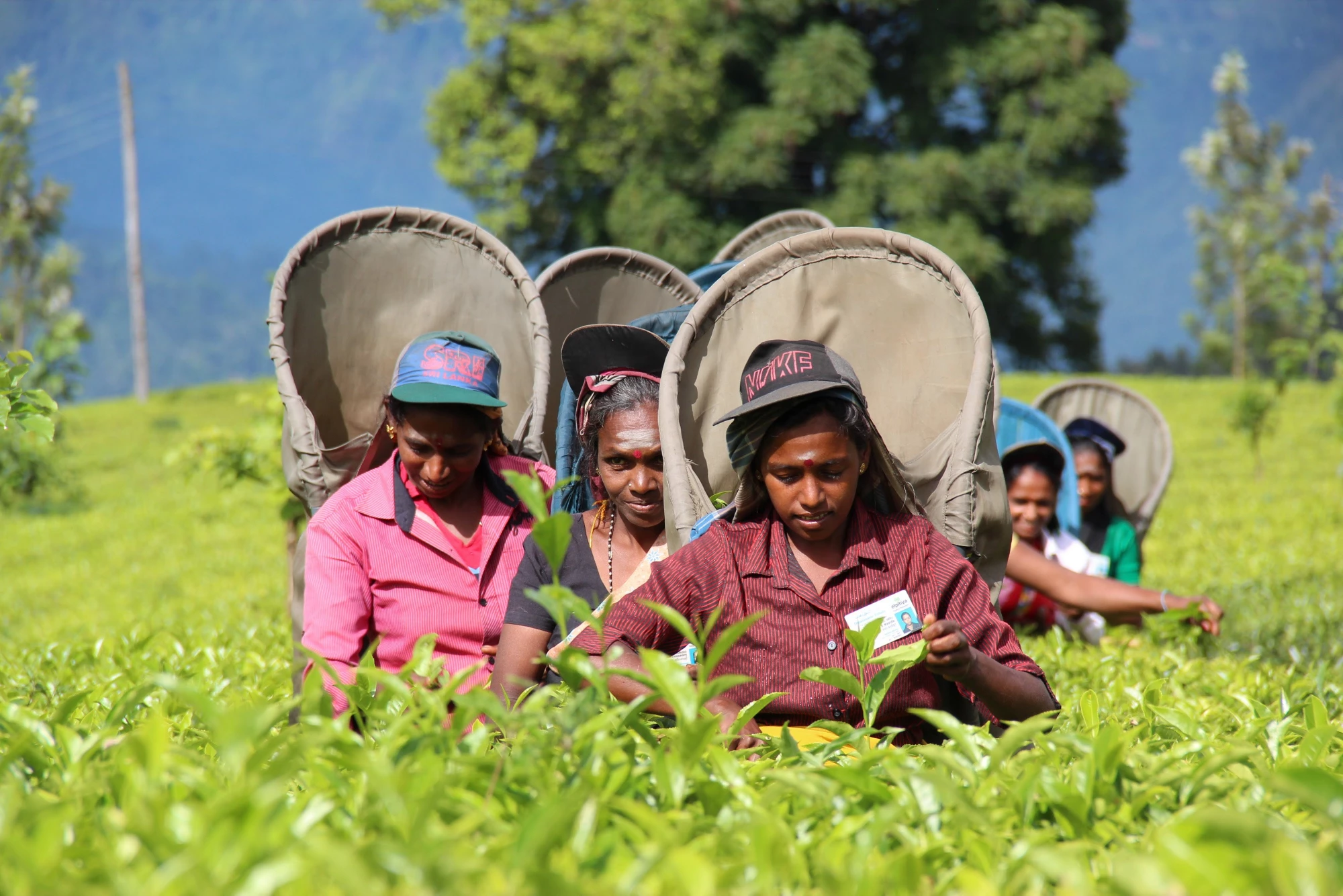 Tea pickers in a Sri Lanka tea plantation