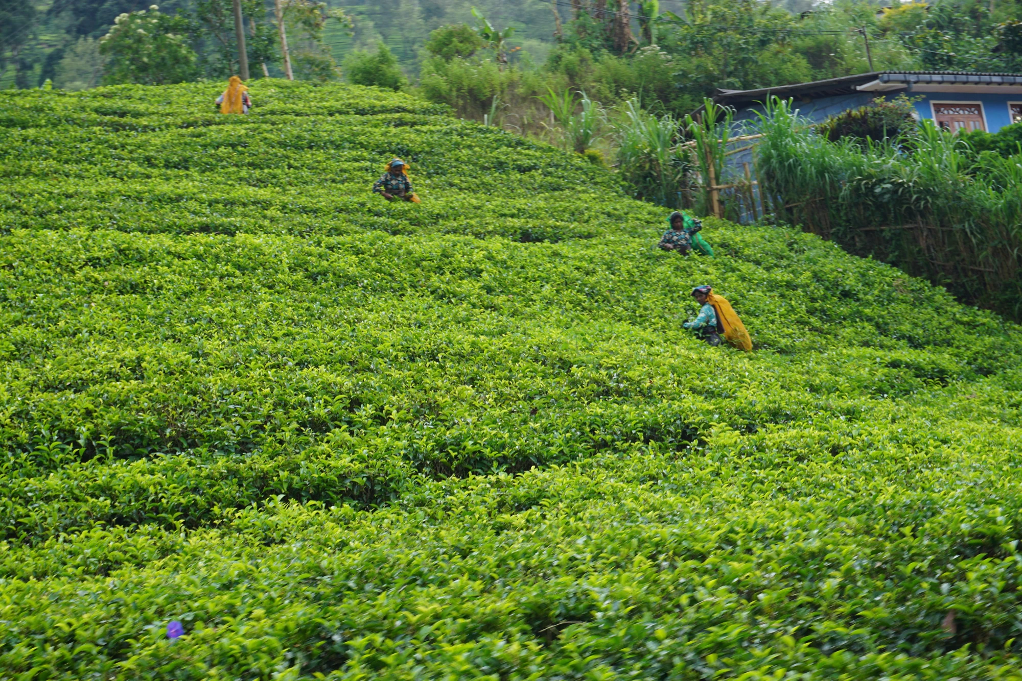 Tea estate in Sri Lanka