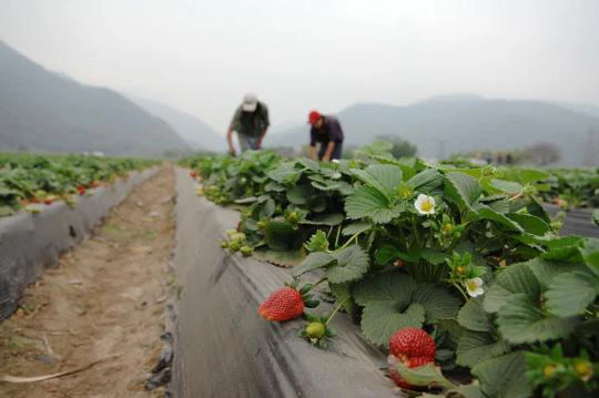 Des ouvriers agricoles dans un champ de framboises en Argentine. © Nahuel Berger/Banque mondiale