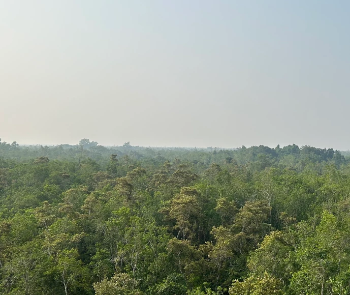 Canopy of the Sundarban mangrove forest. Photo: Patrick Alexander Smytzek