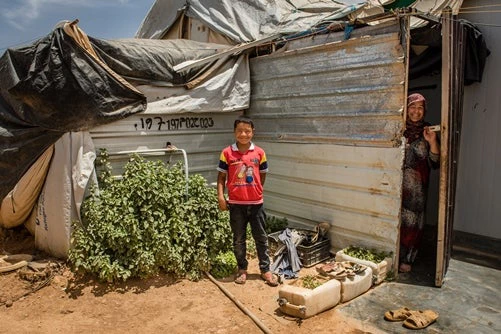 Refugiados sirios y jardines vegetales, foto Dorte Verner/ @BancoMundial