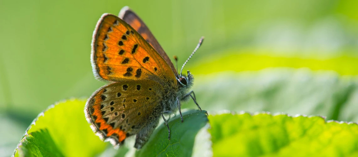 Violet Copper in the summer sun